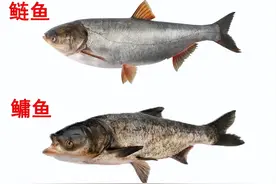 长相相似的8种淡水鱼，连钓鱼的人也会时常认错，你认识哪几种？图片