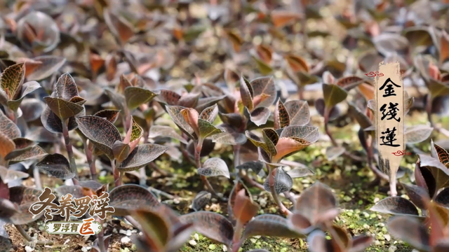 “冬养罗浮”康养品牌发布！在引领区过冬是怎样一种体验？