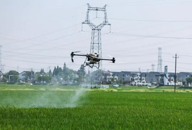 为了这头年猪的“飞天梦”，全村陪它停电10小时？