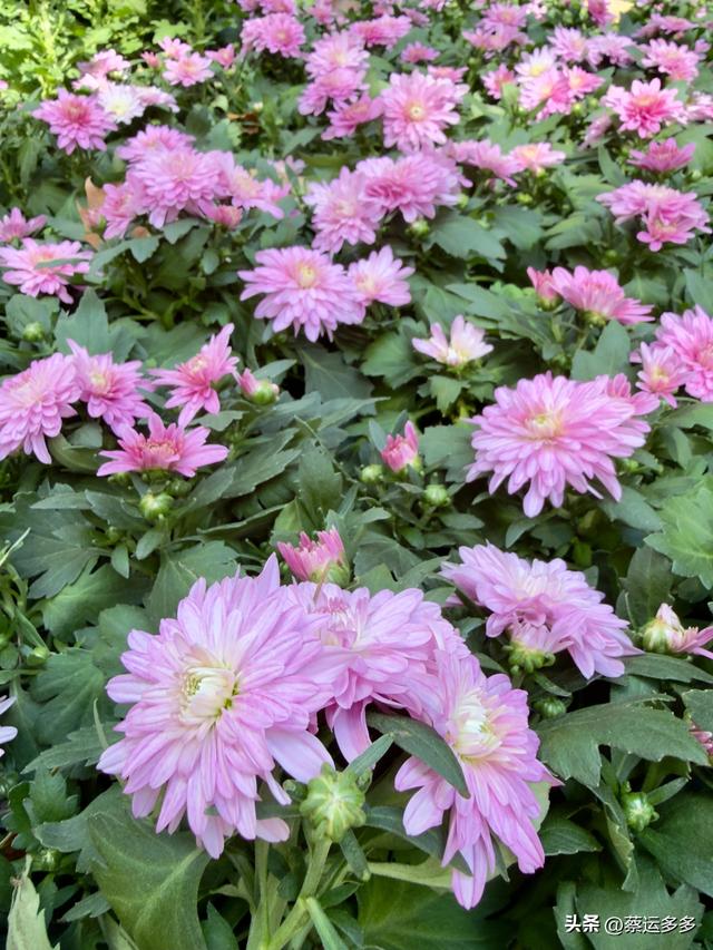 重阳节，上海赏秋之美