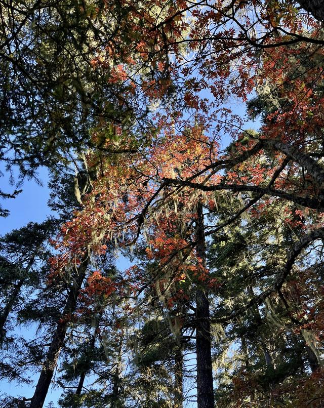 香格里拉之秋：普达措的湖光山色、秋林牧歌！