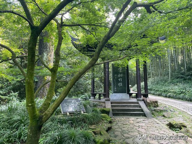 号称“杭州最雅致景点”来过吗？以竹海取胜，还有着隐藏玩法！