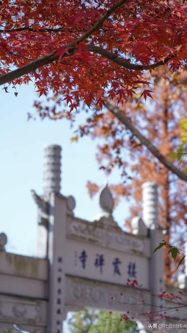 枫染栖霞醉金陵！明秀山红叶铺就秋日限定画卷