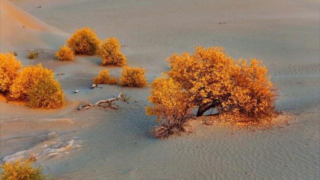 出片率100%！赴一场沙漠胡杨的金色之约