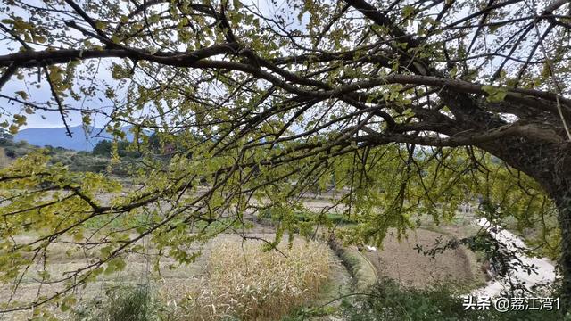 游长岗岭古村，观飘黄银杏