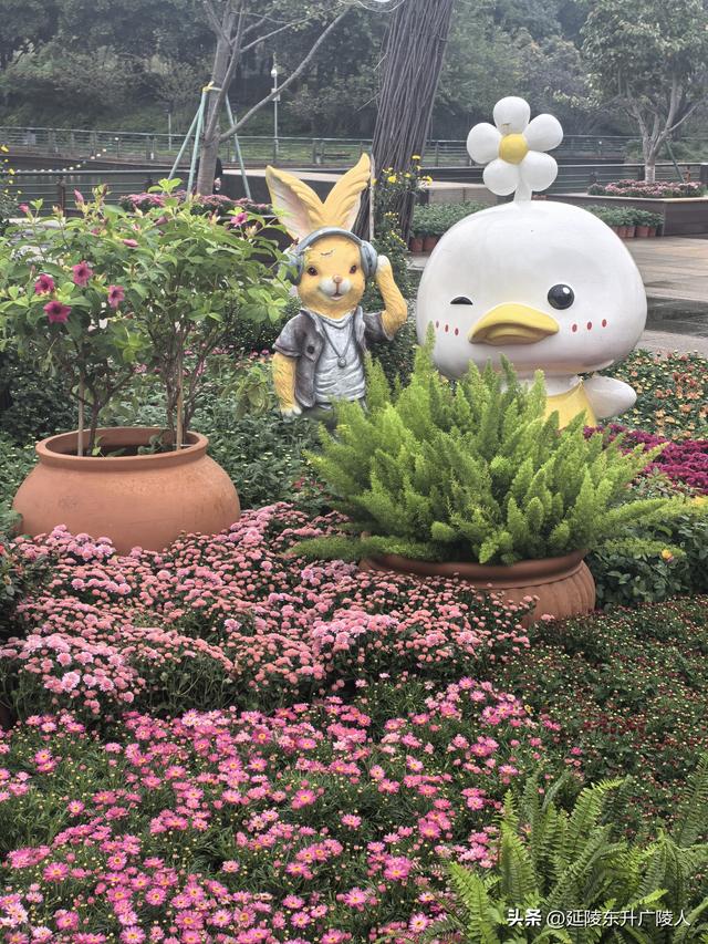 武进新天地公园菊花展 乡村田园风 今年又不同