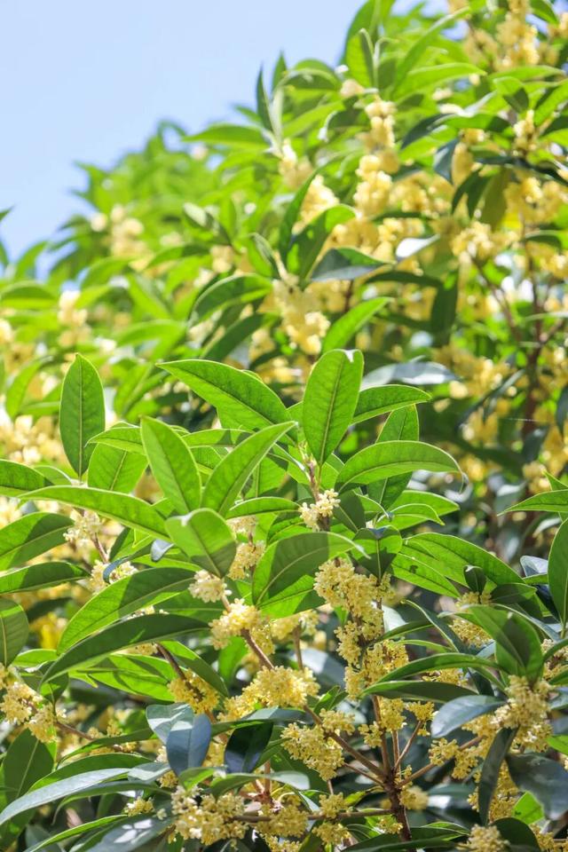 【还看今昭】一夜之间，昭化的桂花都开了，Pong香！