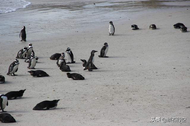 南部非洲：南非开普敦企鹅岛
