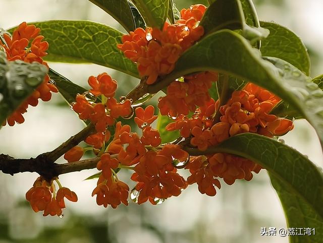 桂香漫城：桂林的秋日私语