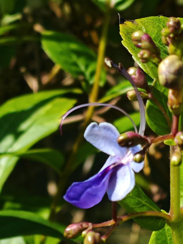 在植物园里寻找哲理