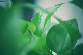 家里为什么不能养绿萝，原因有三！图片