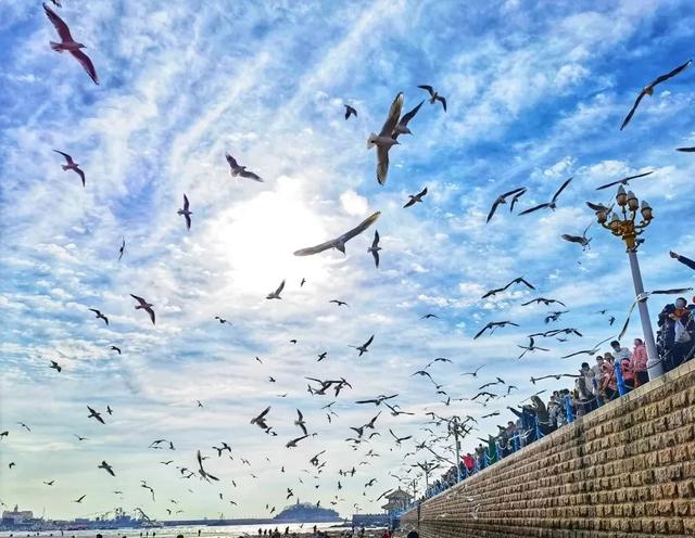 “西伯利亚来客”凭啥“操盘”青岛冬游?