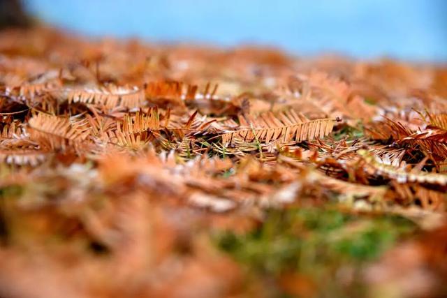 冬日暖阳下的“小美满”，藏在金堂这片草坪上！