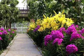 有花园有小院子，就养“3种花”，年年开花，花大色艳，耐热耐寒图片