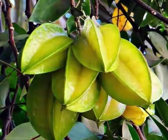 带着孙女去旅行（164）广西扬美古镇