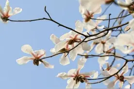 455处赏花点，重庆这座大公园，美得不像话！图片