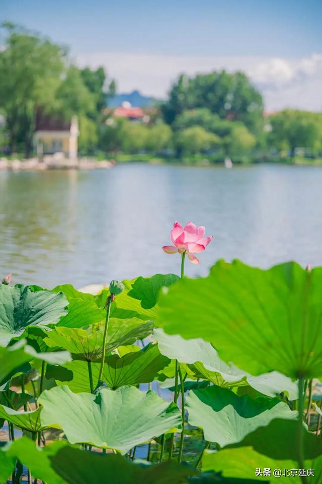 延庆：“好 运 莲 莲”~~