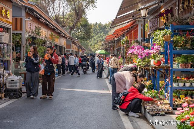斥资500万！佛山30年花鸟老街，摇身一变成文艺新地标
