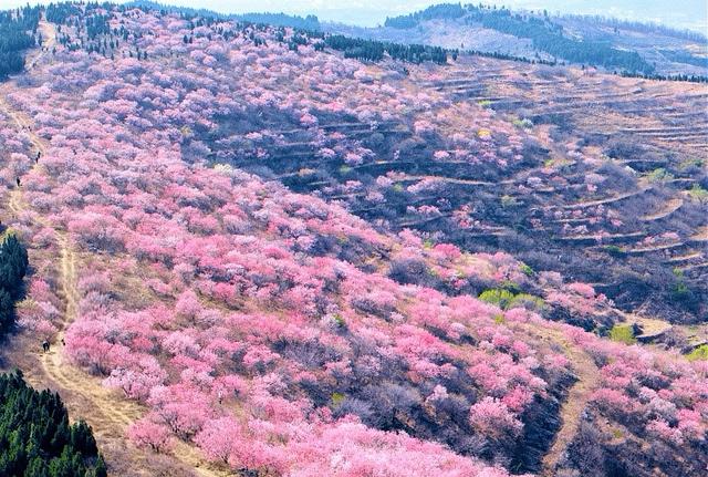 满山野桃花正开！山东一免费桃花山，有小新疆的阴阳坡，没停车费
