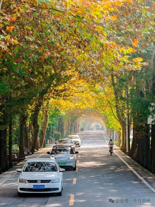 出片率100%！为崇州这些高颜值路连发三天朋友圈！