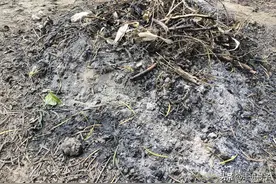 草木灰新用法，添加这两种物质，可以杀虫消菌，简单实用图片