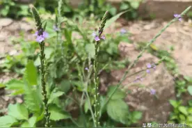 长得像马鞭，民间俗称“流感草”，懂它的人都在找，如今不多见了图片