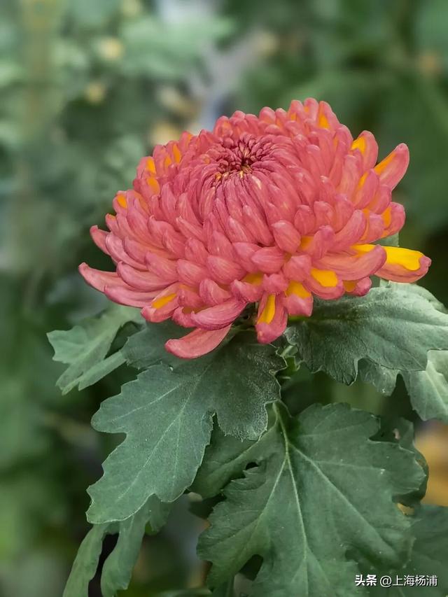 本周末起！来杨浦这个公园共赏“沪上最美菊花海”