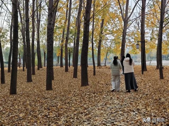 魏县:一卷斑斓 满城诗意