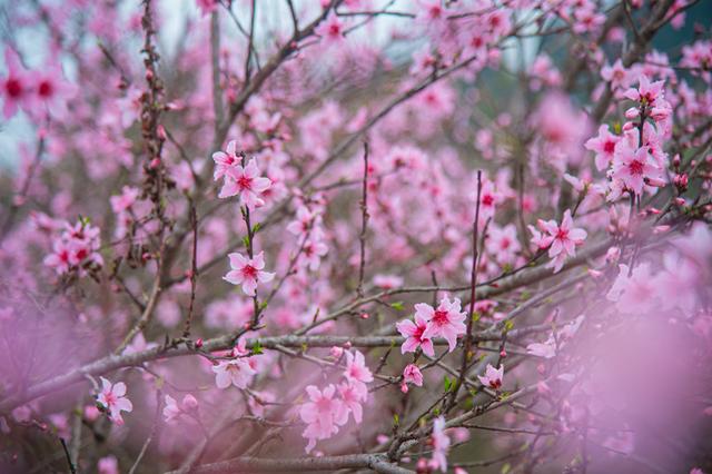 桃醉沃野满目春 南充西充“村晚”迎客来