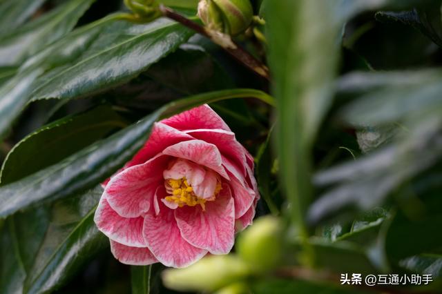松下Lumix S 28-200mm F4-7.1 Macro OIS 镜头评测