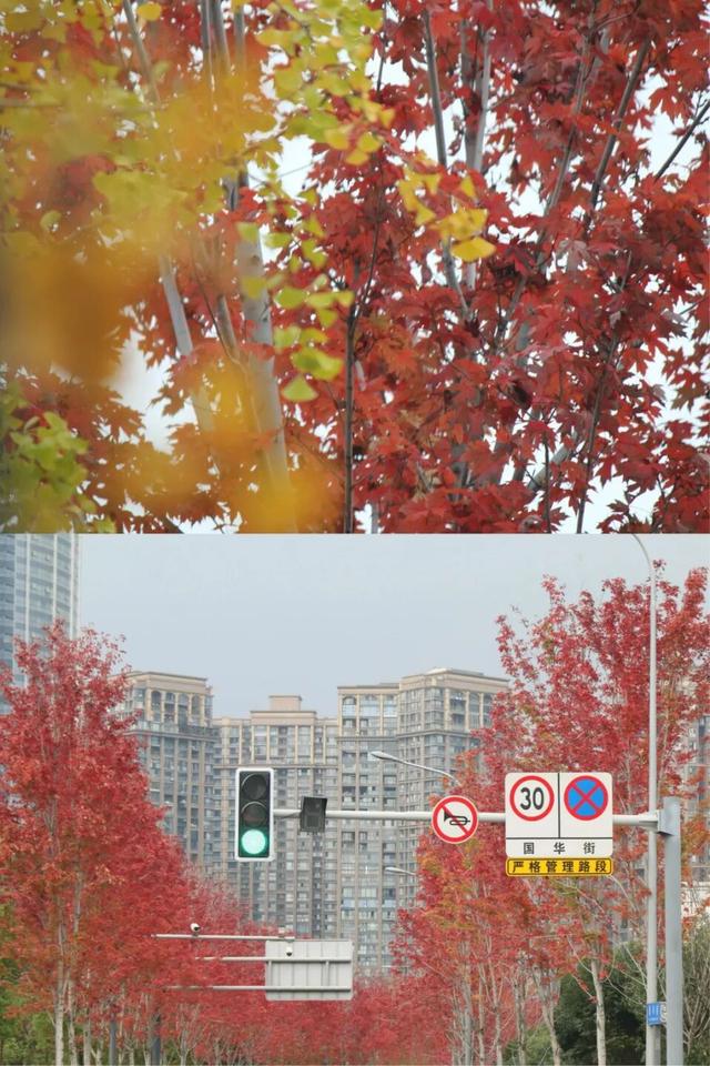 全部免费！成都6个赏红枫好去处推荐，美到犯规！