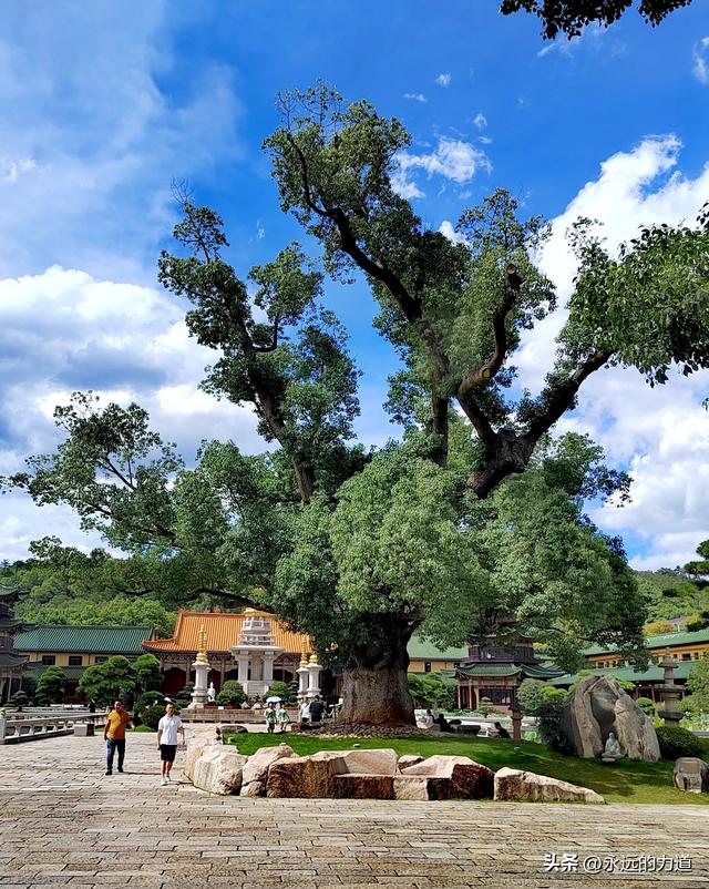 东林大佛&东林寺，在大佛脚下休憩