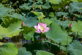 今日小暑！听风赏荷正当时！图片