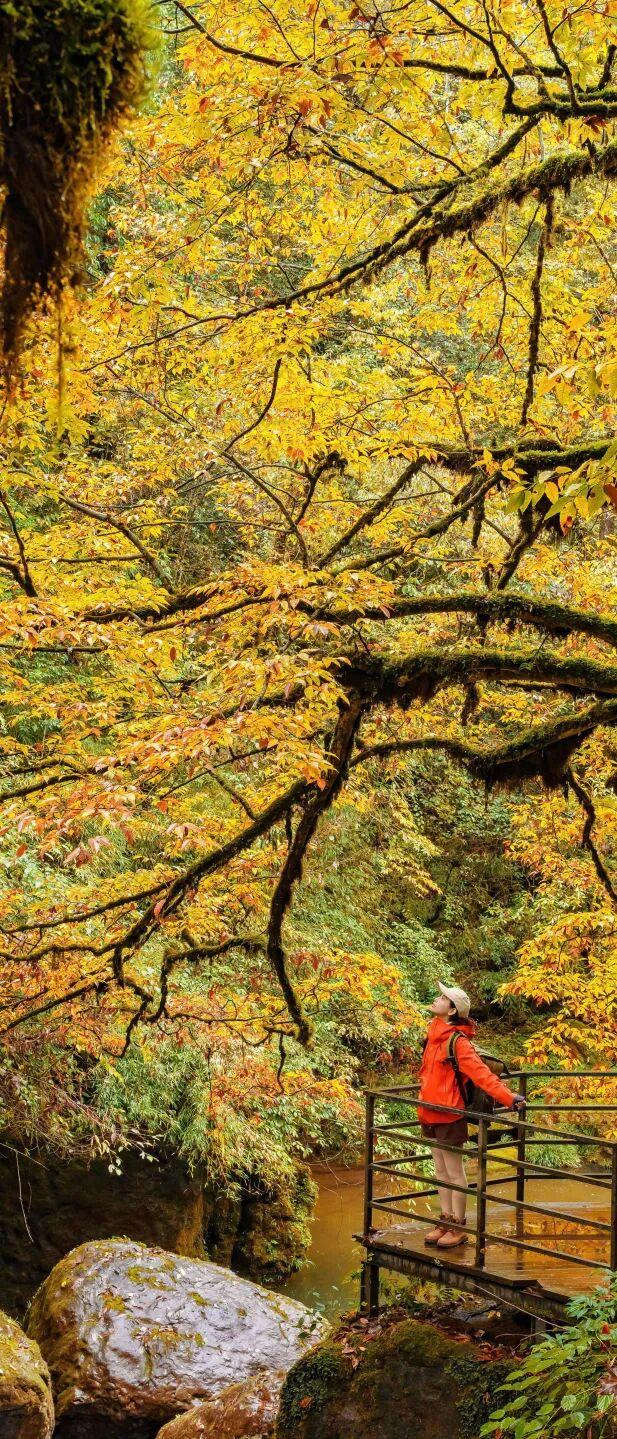 秋假免门票！抓住秋天的尾巴~来龙苍沟秋假赏秋领限定奖牌！