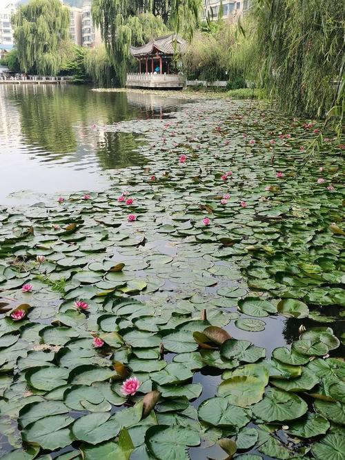 在攀枝花过冬，到六盘水消夏：我的8年候鸟路，让心血管年轻10岁