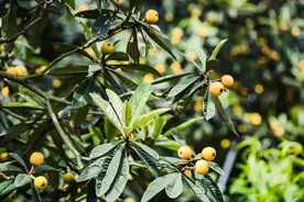 @苏州人 即将大量上市！线路已备好，采枇杷去！图片