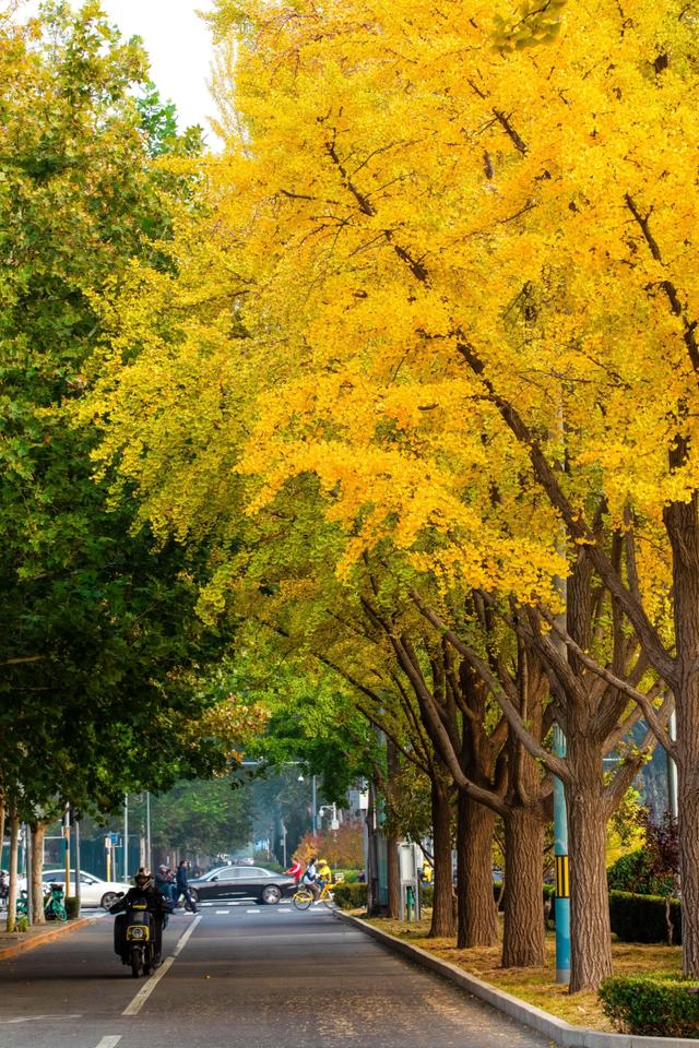 夏未走秋已至，北京半黄半绿的银杏大道，三里屯还是太时尚了！