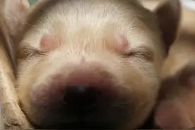 母狗喂养禁忌大揭秘！这三个关键节点喂错，影响繁育还伤狗！图片