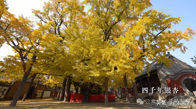 莒县：一座让你“毋忘”的宝藏小城
