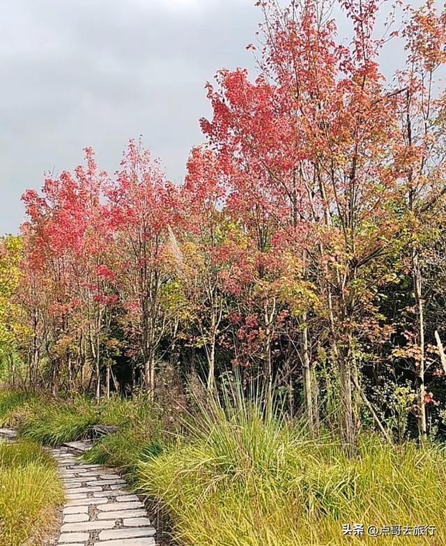 成都最美的枫叶公园，已惊艳上线，都不要门票，地铁公交车直达！