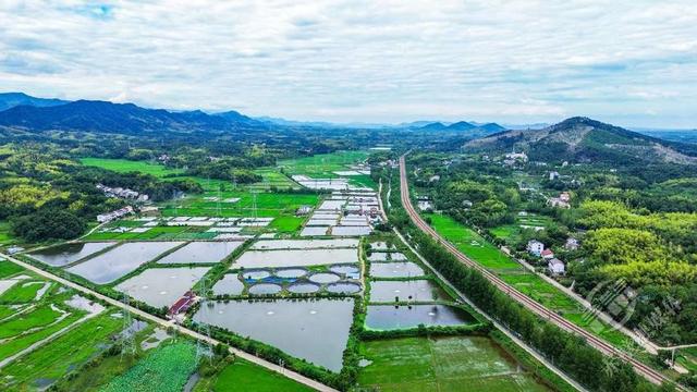 湖北赤壁：蓝天白云映绿野 碧水金稻漫山岗