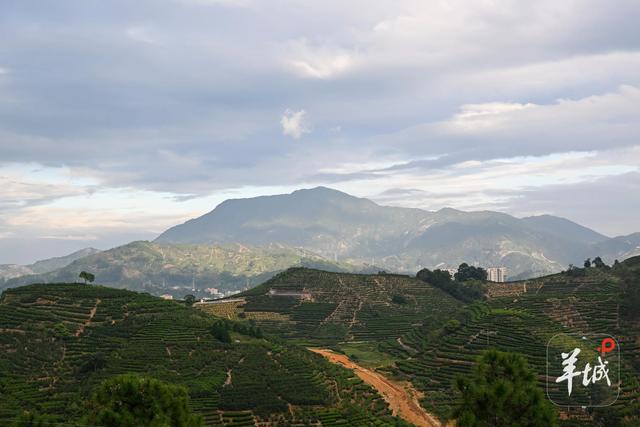 潮州潮安区东兴村：又见茶山 | 大美岭南·百村焕新记