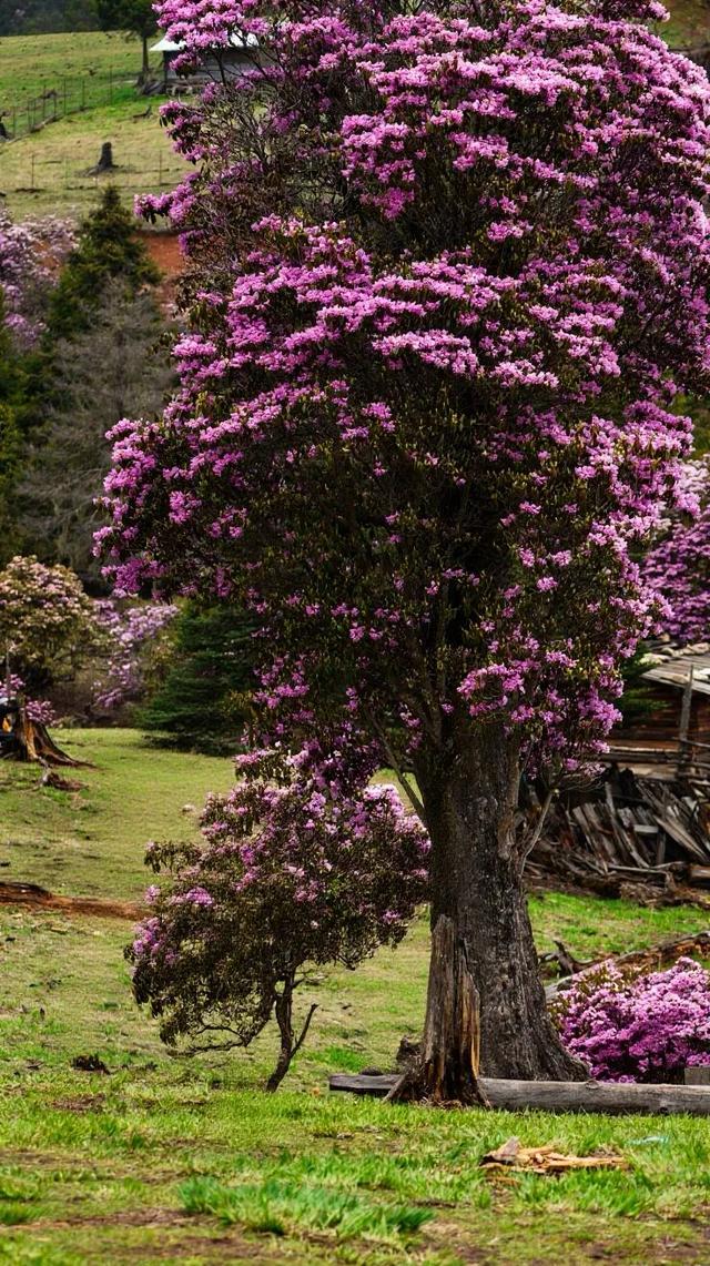 还没结束的花事，槽点太多了！