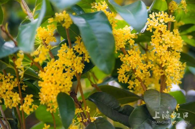 满城甜香，速赏桂花！莫要错过这迟来的秋日芬芳