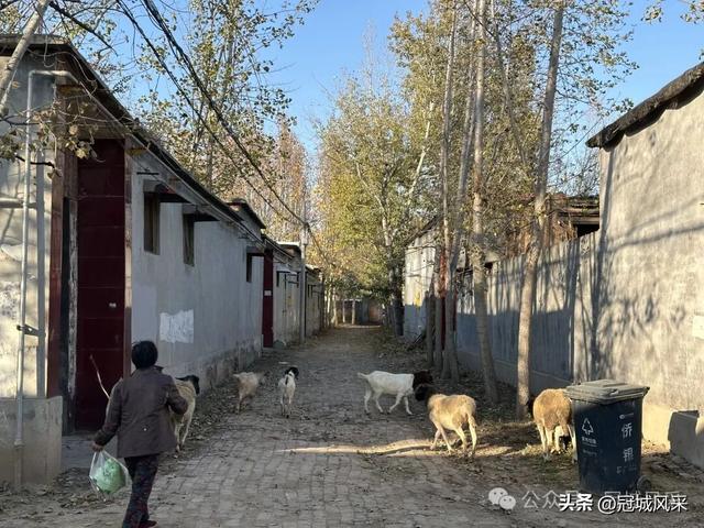 冠县乡韵·贾镇荆楼村