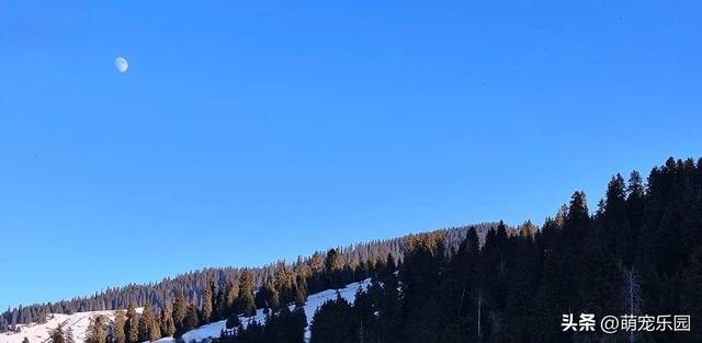 喀拉峻草原雪景美如画，松林深处鸟儿飞舞，这份美好瞬间治愈了我