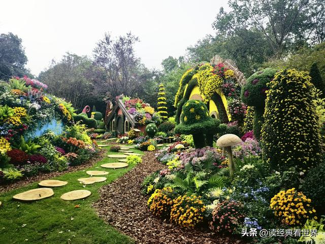 杭州植物园的菊花展——一场关于菊花的饕餮盛宴（二）