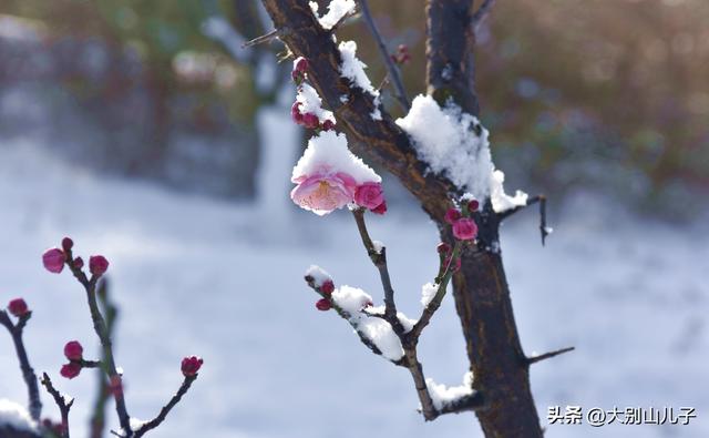 西流湖公园：傲雪寒梅俏枝头雪景如画醉游人