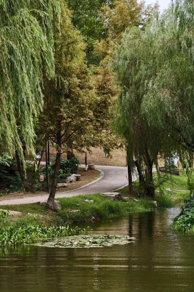 黄山治愈系打卡！20 分钟公园漫游，和“班味”说拜拜 | 皖美冬日 | 第十五届安徽国际文化旅游节