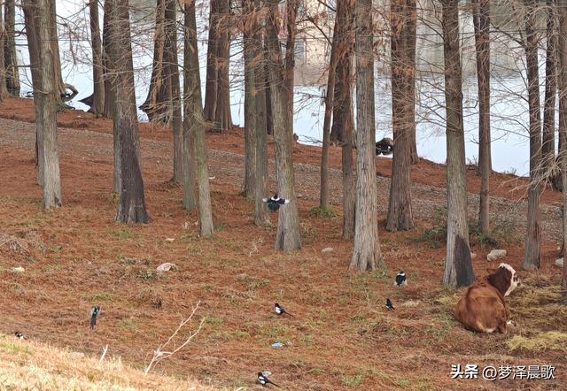 小寒，涢水湿地生态美